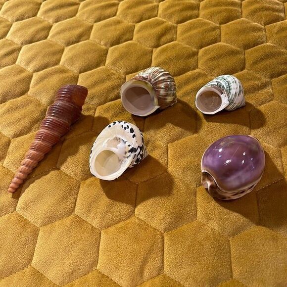 seashells(5) - Picture 3 of 7
